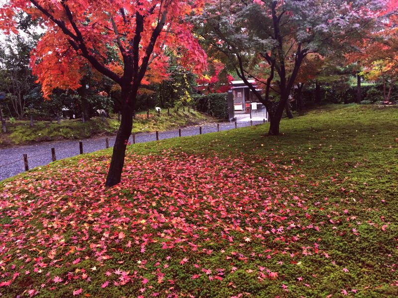 城南宮の紅葉その２