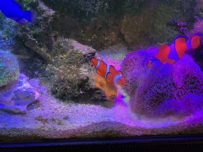 カクレクマノミ