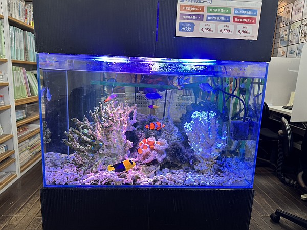 新しい水槽