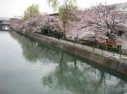 疎水端の桜・・藤森駅