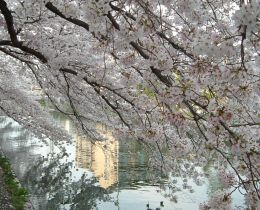 ほんとに美しい桜です。