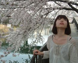 藤森駅の桜