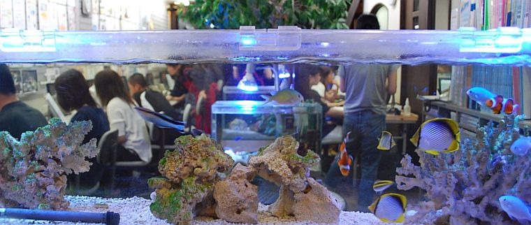 スクールの海水魚