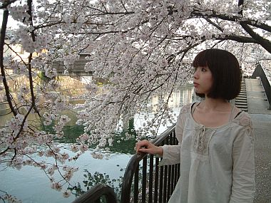 藤森駅の桜