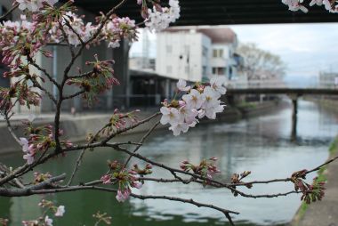 京阪藤森駅のさくら