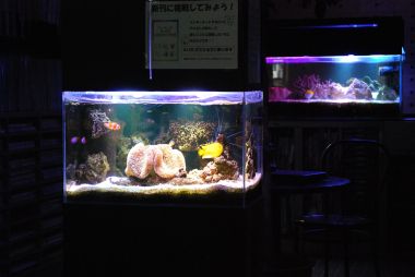 幻想的な海水魚