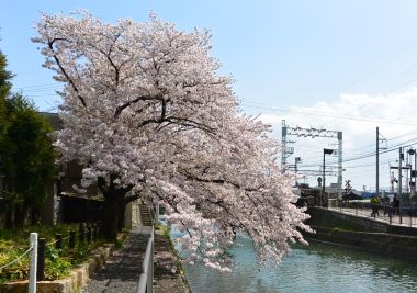 疎水の桜