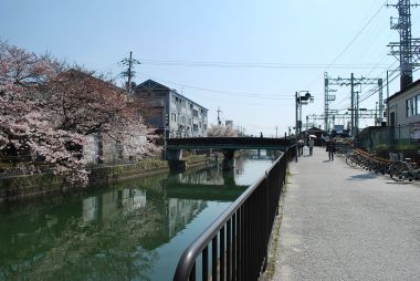 藤森駅疎水と桜