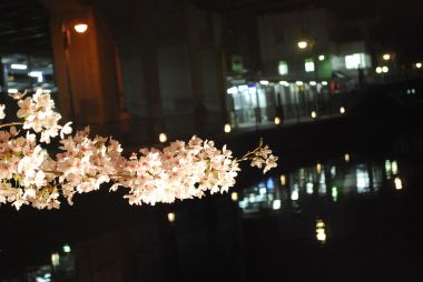 疎水の夜桜