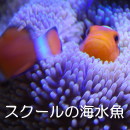 スクールの海水魚